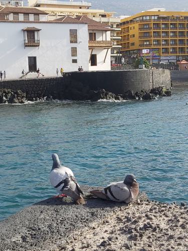 Puerto_de_la_Cruz_Hafen